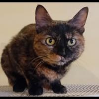 Squamina meravigliosa