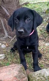 Cuccioli di Labrador color nero