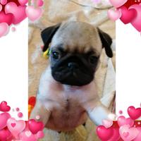Cucciolo di carlino