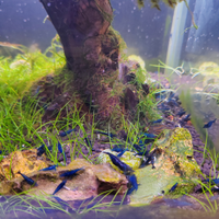 Neo cardine neocaridine blue dream