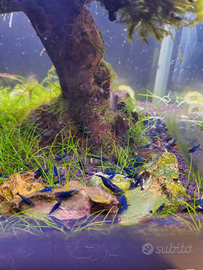 Neo cardine neocaridine blue dream