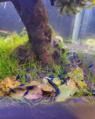 Neo cardine neocaridine blue dream