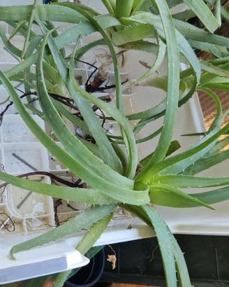 Aloe vera