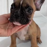 Bulldog francese