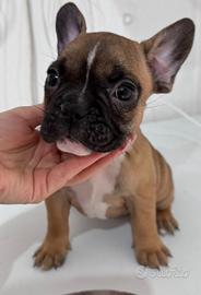 Bulldog francese