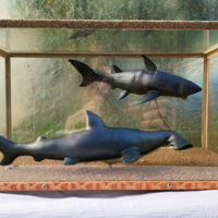 Squalo Bianco e Squalo Martello in teca