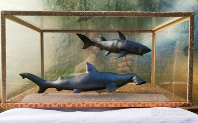 Squalo Bianco e Squalo Martello in teca