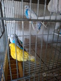 Cocorite