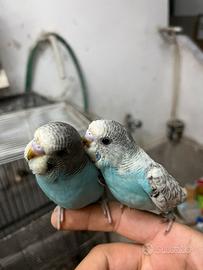 Cocorite giovani allevamento a mano