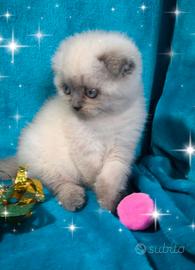 Gattini scottish fold