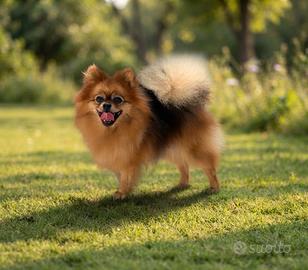 Spitz di Pomerania pedigree Enci