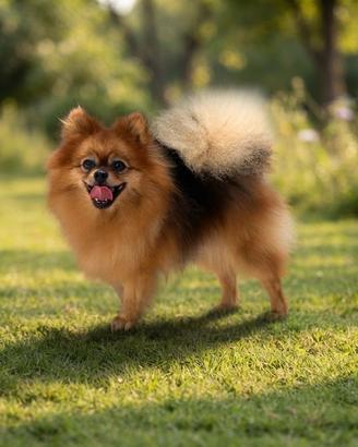 Spitz di Pomerania pedigree Enci