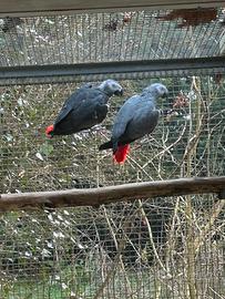 Cenerini coda rossa ed altri pappagalli