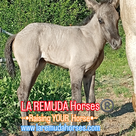 LA REMUDA Horses NASCITE 2026