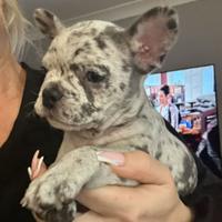 Cuccioli di bulldog francesi merle maschi