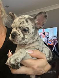 Cuccioli di bulldog francesi merle maschi