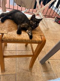 Cucciolo di gatto europeo