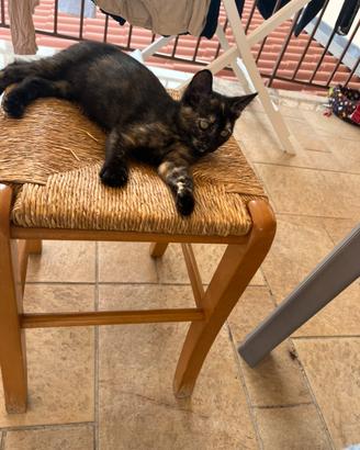 Cucciolo di gatto europeo