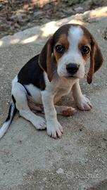 cane cucciolo beagle