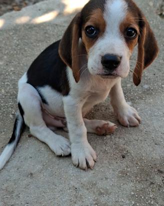 cane cucciolo beagle