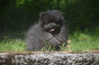 Cuccioli di spitz pomerania