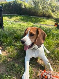 Maschio beagle per accoppiamento