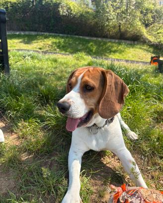 Maschio beagle per accoppiamento