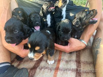 Cocker cuccioli Pedigree Enci