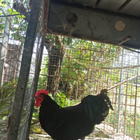 Gallo Australorp nero