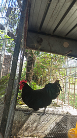 Gallo Australorp nero