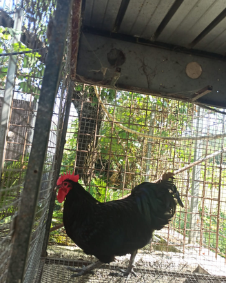 Gallo Australorp nero