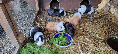 Cavie e porcellini d'india