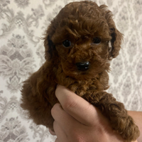 Barboncino toy e mini