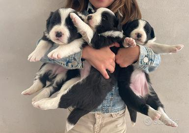 Border collie con pedigree