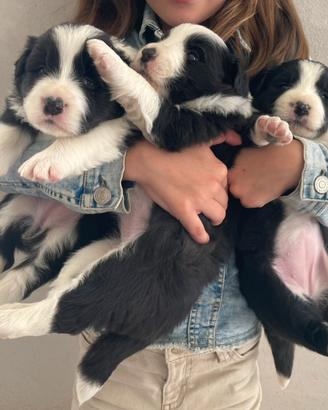 Border collie con pedigree