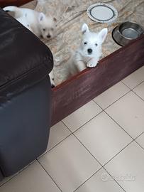 Westie highland white terrier con pedigree