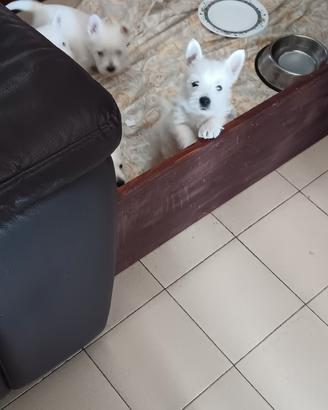 Westie highland white terrier con pedigree