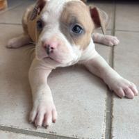 Pitbull