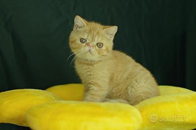 cucciolo maschio Red Tabby di Exotic Shorthair 