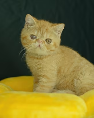 cucciolo maschio Red Tabby di Exotic Shorthair 