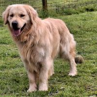 Golden Retriever disponibile per accoppiamento mon