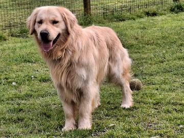 Golden Retriever disponibile per accoppiamento mon