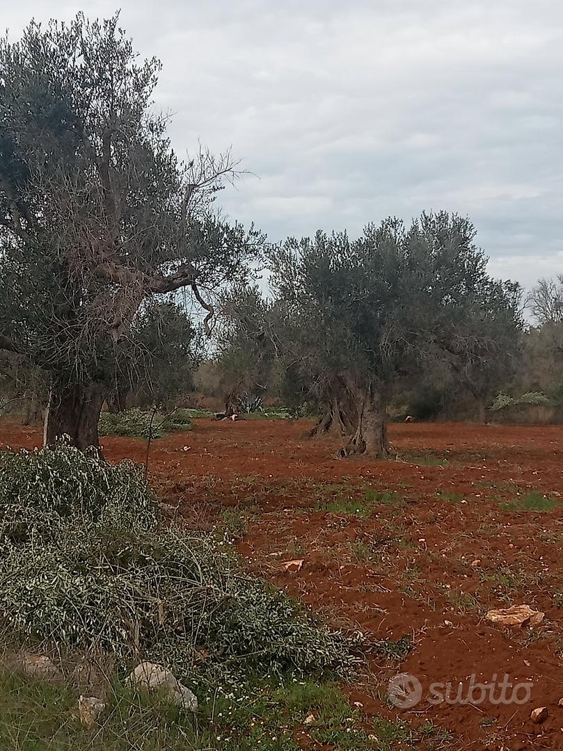 Terreno agricolo - Vista 5