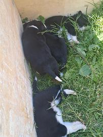 Cuccioli di border