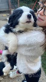 Border collie con pedigree