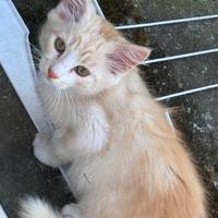 Gatto arancione e bianco