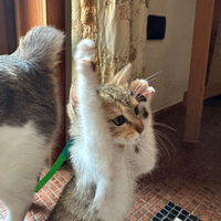 Gattina femmina