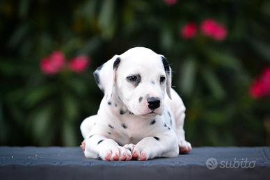 Cuccioli di dalmata con pedigree