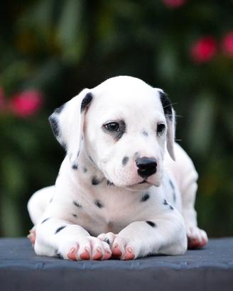 Cuccioli di dalmata con pedigree