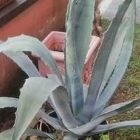 pianta agave